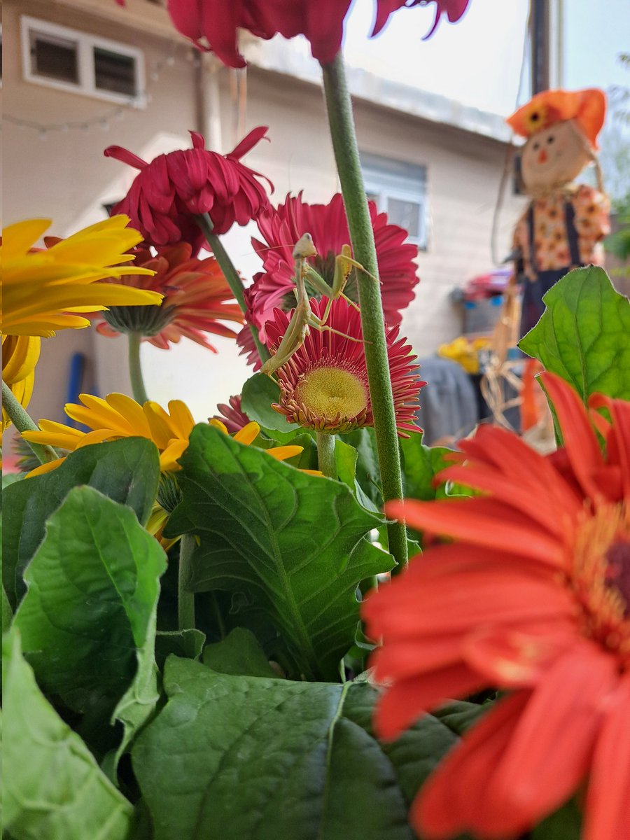 AlmightySpoder's tweet image. Gm friends, is this a good sign for the week? ☺️🖤