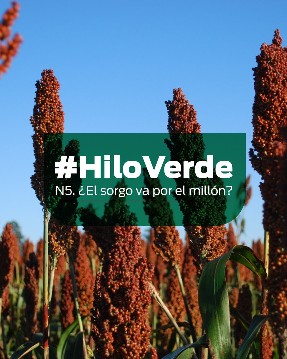 SomosAAAS's tweet photo. Quinta entrega del #HiloVerde 🍀
¡Hoy le toca al Sorgo! Vamos a hablar de este cultivo, mientras seguimos de cerca los monitoreos de #DalbulusMaidis en 🌽🔎
¿Llegará al millón de hectáreas? Quedate con nosotros para descubrirlo ⬇ https://t.co/JNqePEakxQ