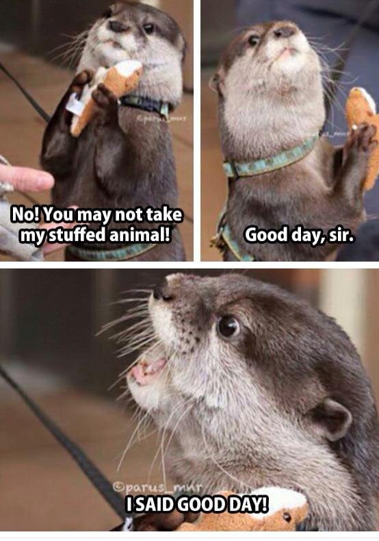 In_Otter_News2's tweet photo. I said good day, Sir! https://t.co/61aqWjvPQA