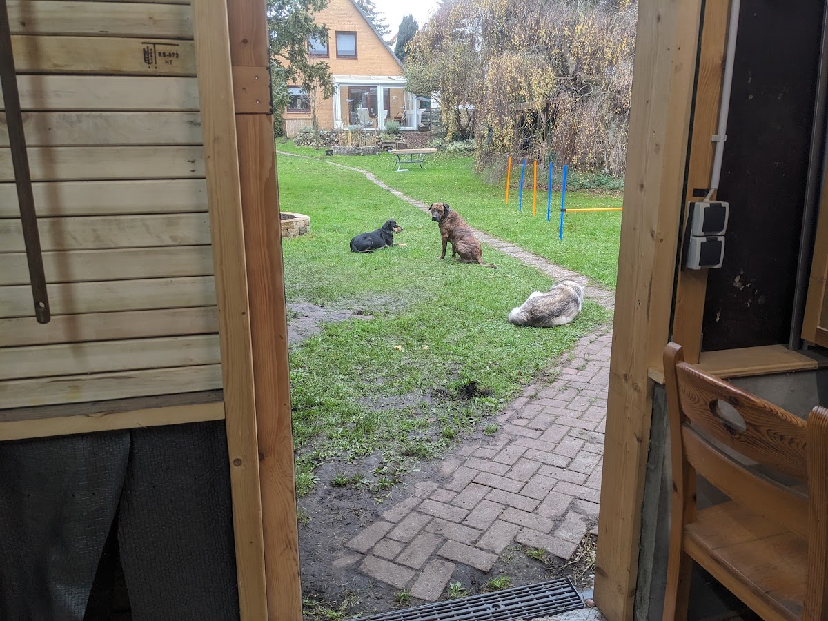 Maui kommt prima im Rudel zurecht. Echt entspannte erste Wochen bisher!