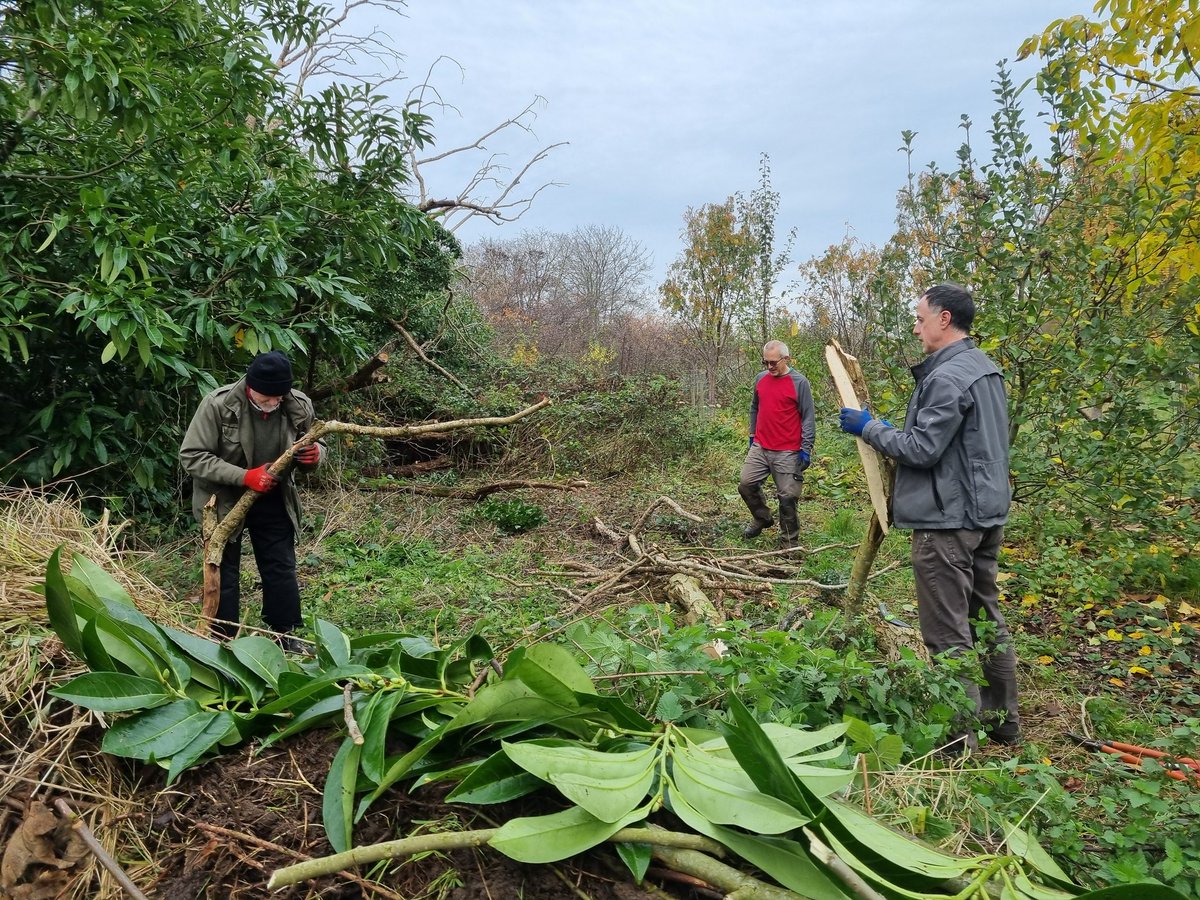 fruitnutvillage's tweet photo. Tidying up some of the recently-cleared areas at the bottom end of #KingdomForestGarden #Stirchley today. It's developing very quickly this autumn as we continue to move forward with opening up some new spaces. 7 years of work... so far... #GrowTheVillage. #STCommunityFund https://t.co/ZTumlLltLV