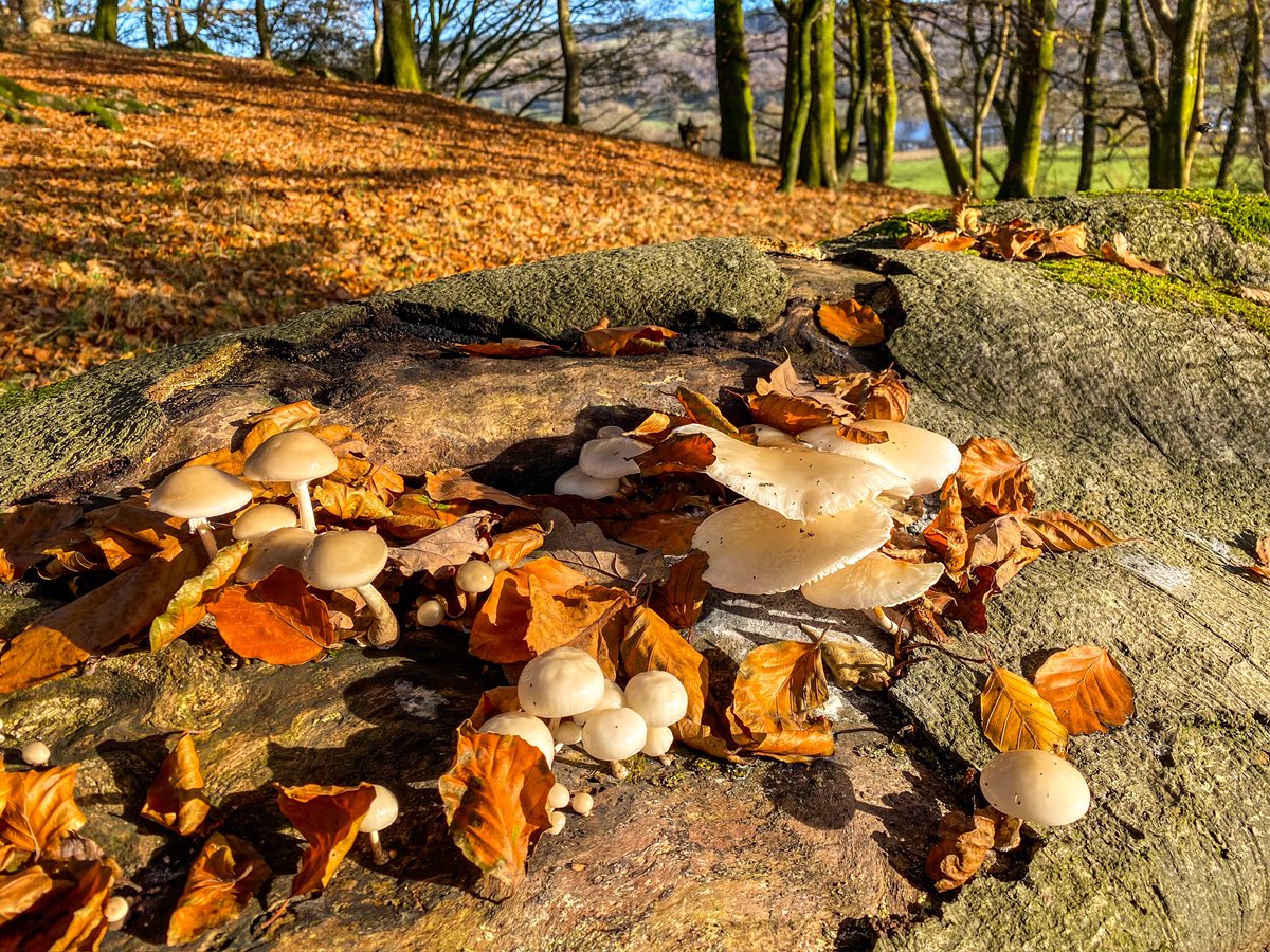 Some lovely porcelain fungi in Hagg Wood at Coniston this afternoon.