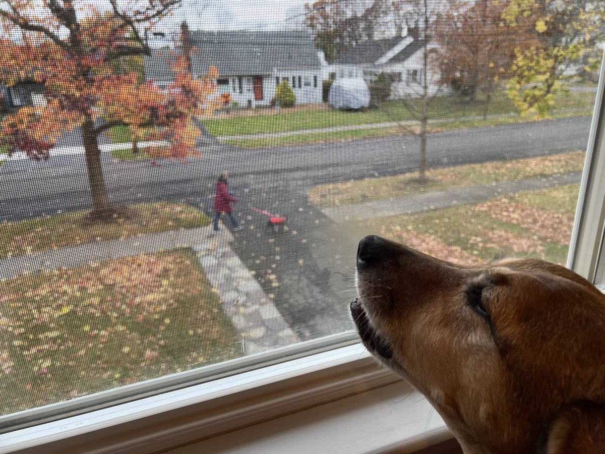KatAMacfarlane's tweet image. Protecting me and the home office from our bite-sized mortal enemy dog