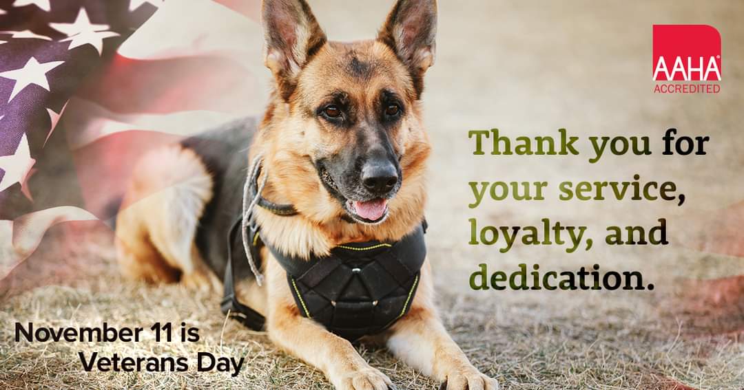 Happy Veterans Day! We are extending our sincerest gratitude to the brave men, women, and military working dogs who have served 🐾