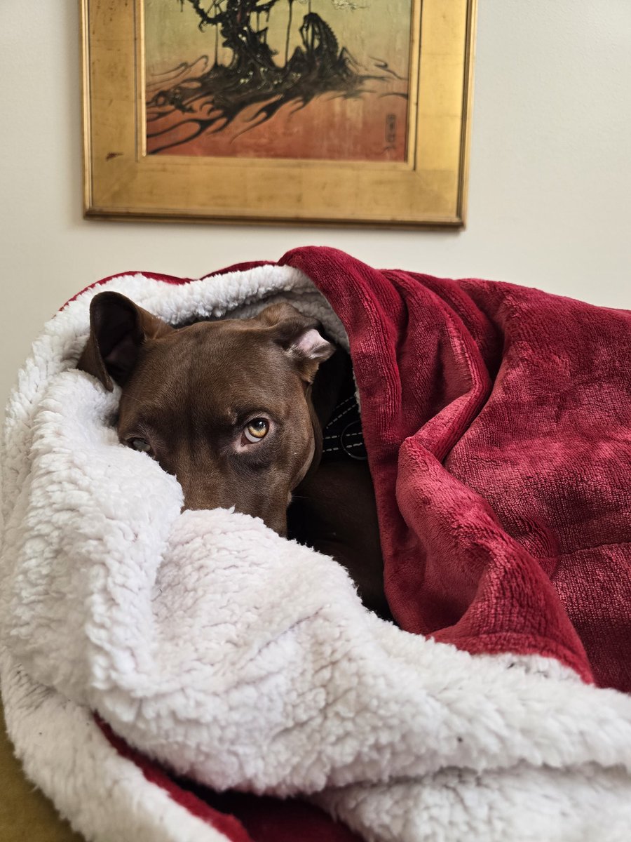 KristinaDMishra's tweet photo. Nice having a dog that sounds/looks tough when a stranger comes to the door, but is actually like this most of the day. #snuggler https://t.co/3KdrlL2TbA