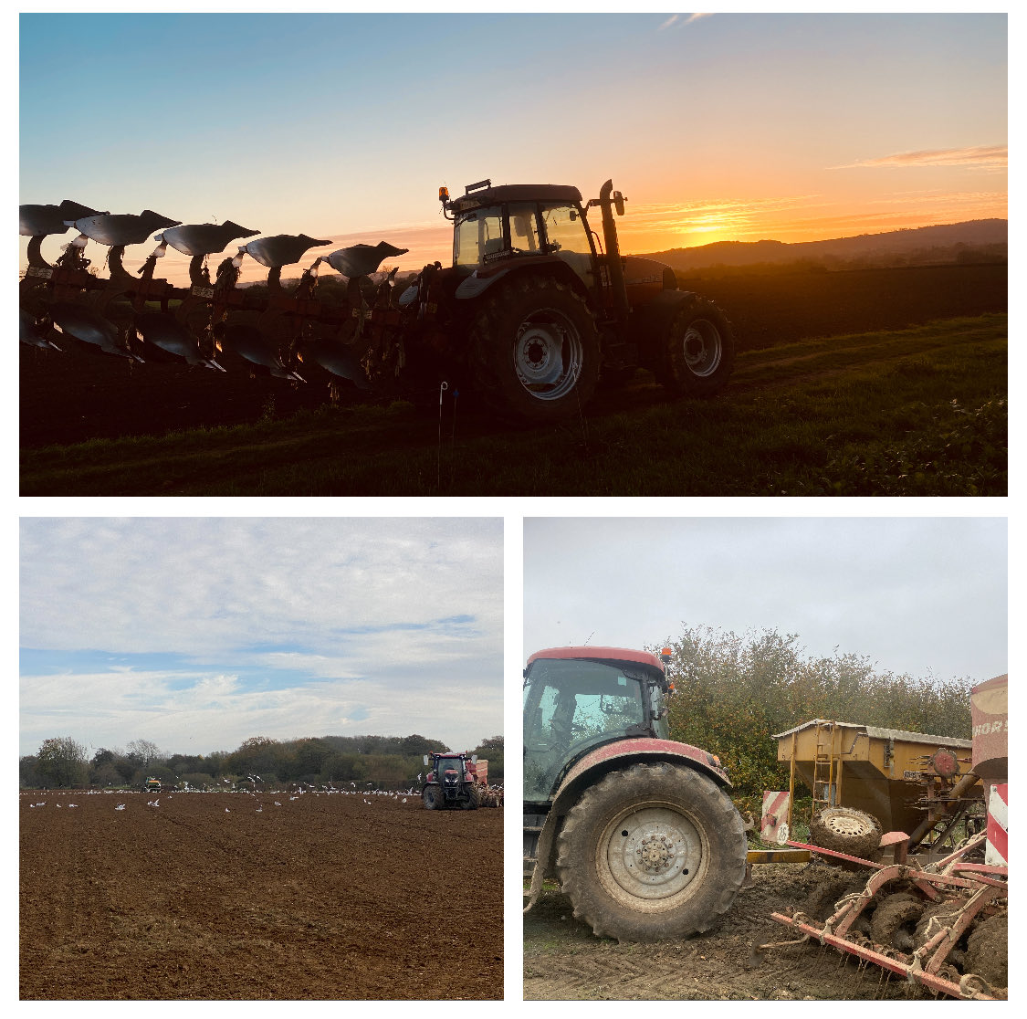 sussexfarming's tweet photo. The best of our vintage machinery collection has been out this week with the new stuff getting wheat in while it’s dry, a bit more once the cows have grazed done turnips and done. #farming #sunset #weather https://t.co/vx7CwSkq7W