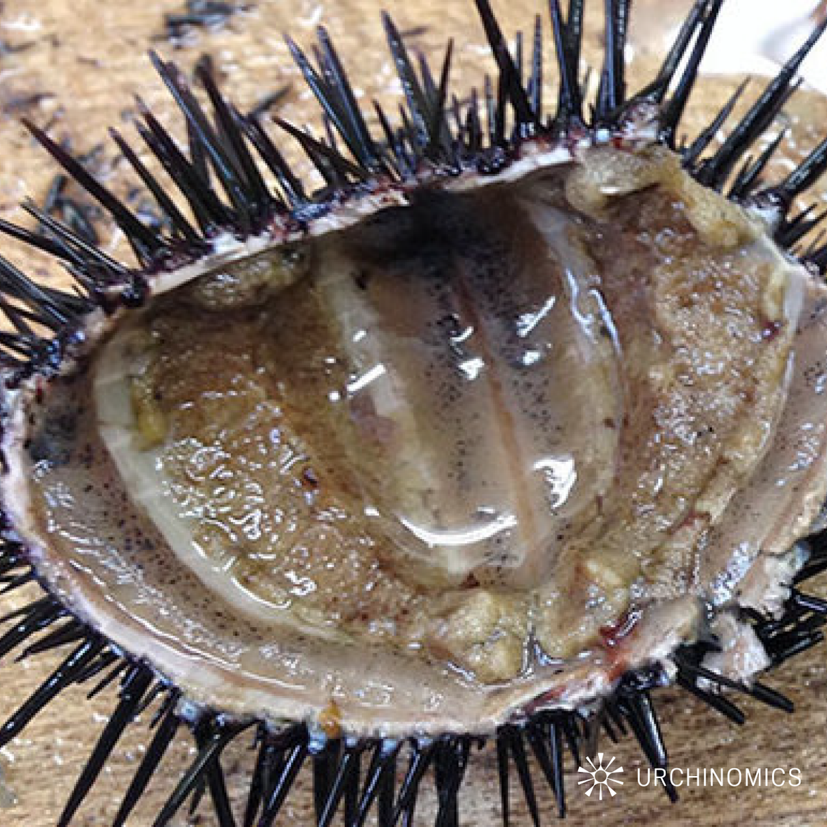 Urchinomics tweet media