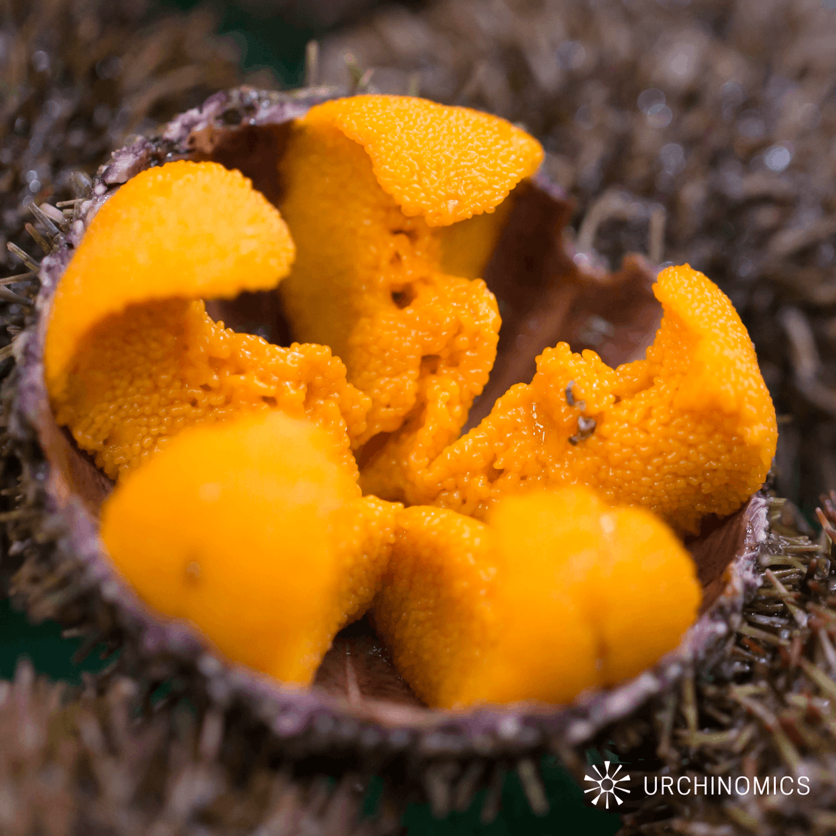 Rather than simply removing or culling malnourished urchins, Urchinomics converts these otherwise inedible urchins into premium seafood 🍣 This creates a circular economy where ecological restoration and delicious seafood production go hand in hand.