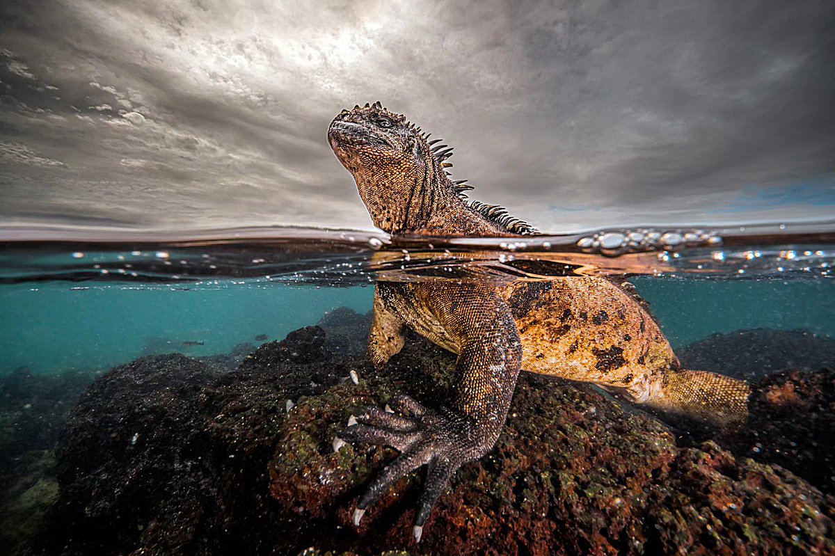 💡 ¿Por qué seguimos llamando "planeta Tierra" a un mundo cubierto principalmente de agua? 🌍

Hoy, en el marco de la COP29, la cita de Baba Dioum cobra una relevancia particular. "Conservamos lo que comprendemos".🌱#AcciónPorElClima #COP29Baku
