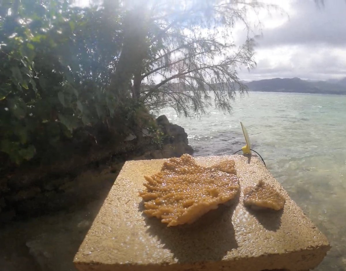 Back to the ocean they go! These corals are from 2018 spawning and have been growing out in the lab. They will now spend their life in the ocean and continue to grow, but still be in close proximity to us during spawning.