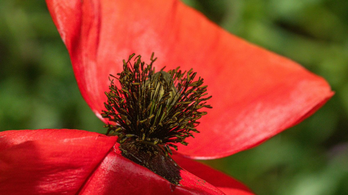 November 11 marks Remembrance Day. 
Today, we pause to honour the brave men and  women who have served our country. Their dedication and sacrifice have  shaped the freedoms we enjoy, and we are deeply grateful for their  service.

#RemembranceDay #LestWeForget #HonorOurHeroes