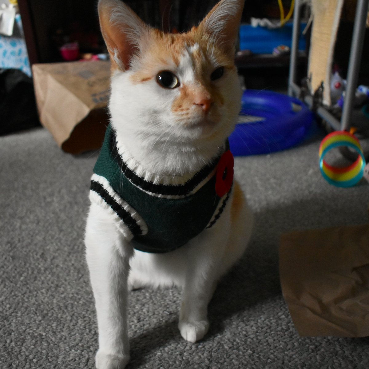 Wen zombees attak
Da soldures fite bak
Such hewos dey be
To halp keep us fwee

A poppy I ware
I will not forgets
Da bwave dat fot bak
Da stwong of all vets

#RemembanceDay #VetwansNotVetDatPokes #Poppy #NeberForgets #AlwaysWemembers #FankYoo #ZombeesBad #FiggySingsPoppySong