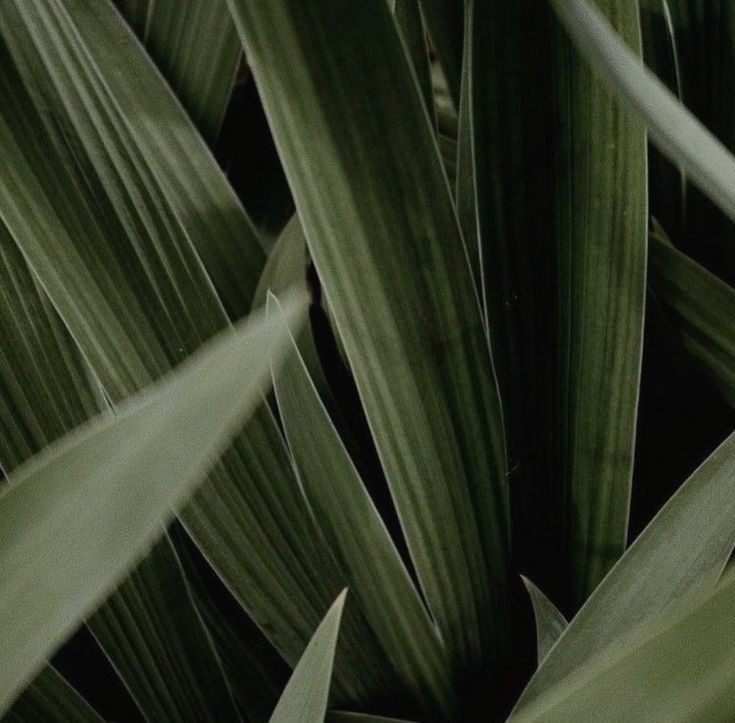 ⠀⠀⠀𝑣. ⠀ブラックコーヒー⠀﹠⠀植物学の本 -⠀ zeke’s core,⠀ ✭⠀[ ⠀photo/dump⠀].