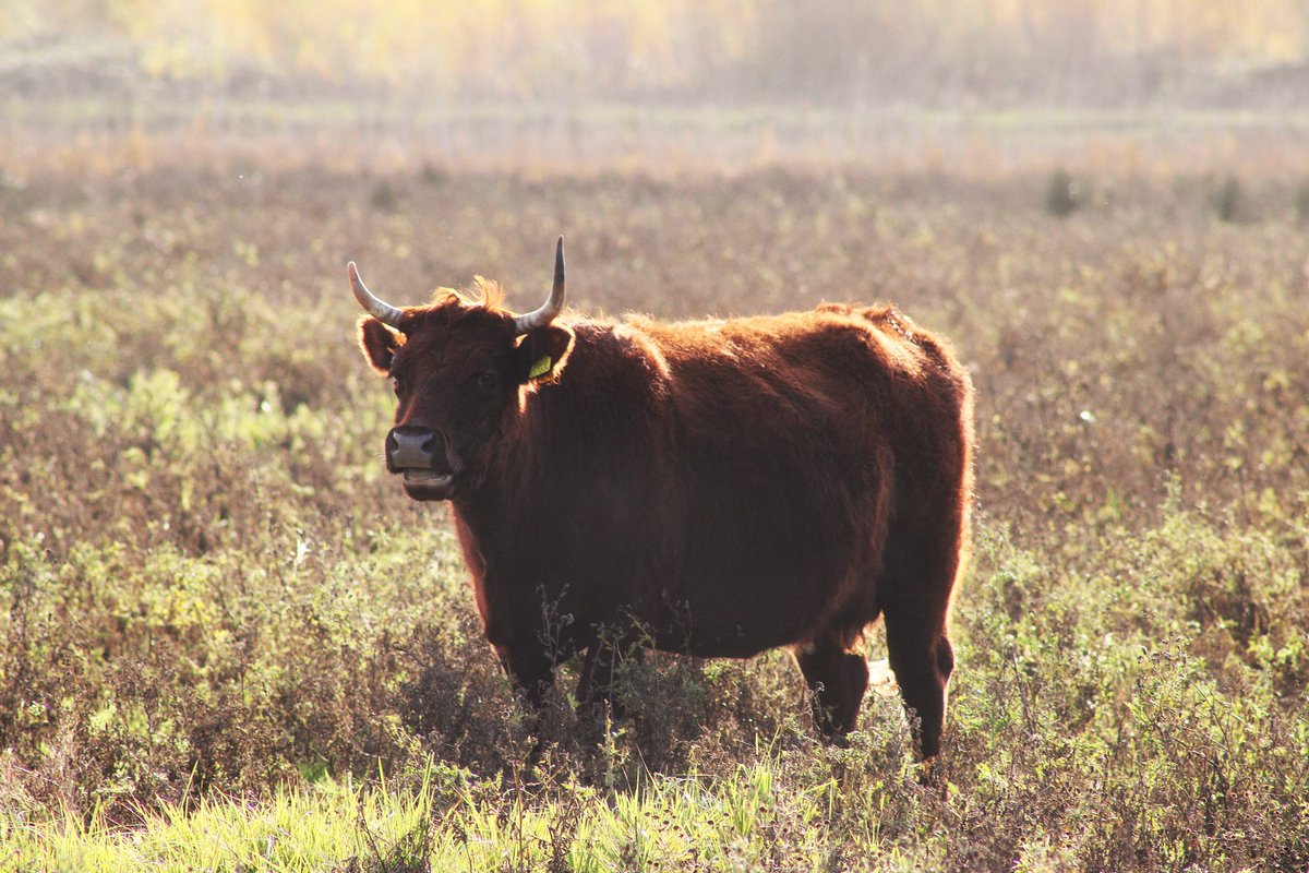 Rode geuskoe in de maandagochtendzon
<a href="/FREE_Nature/">FREE Nature</a> 
<a href="/KanaalparkR/">Kanaalpark Rosmalen</a>
