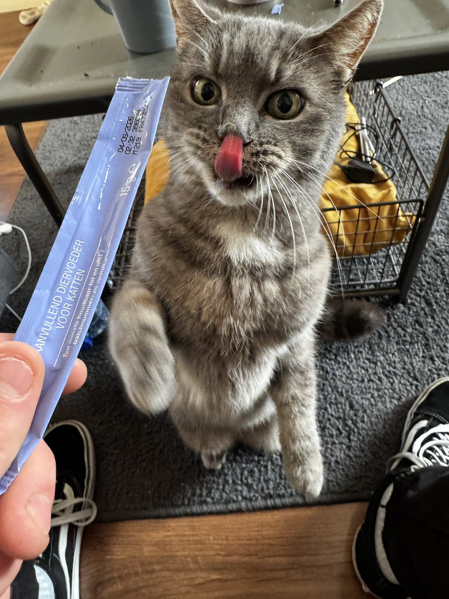 Bodeuh's tweet image. Ook even hier; mijn lieve poes Chess is vermist. 

Ze is helaas ontsnapt en loopt nu ergens in Hilversum rondt. Ze is erg bang van zichzelf, en zal ergens in een hoekje opgesloten zitten. Omgeving Gasthuisstraat, Havenstraat, en 1e/2e nieuwstraat.