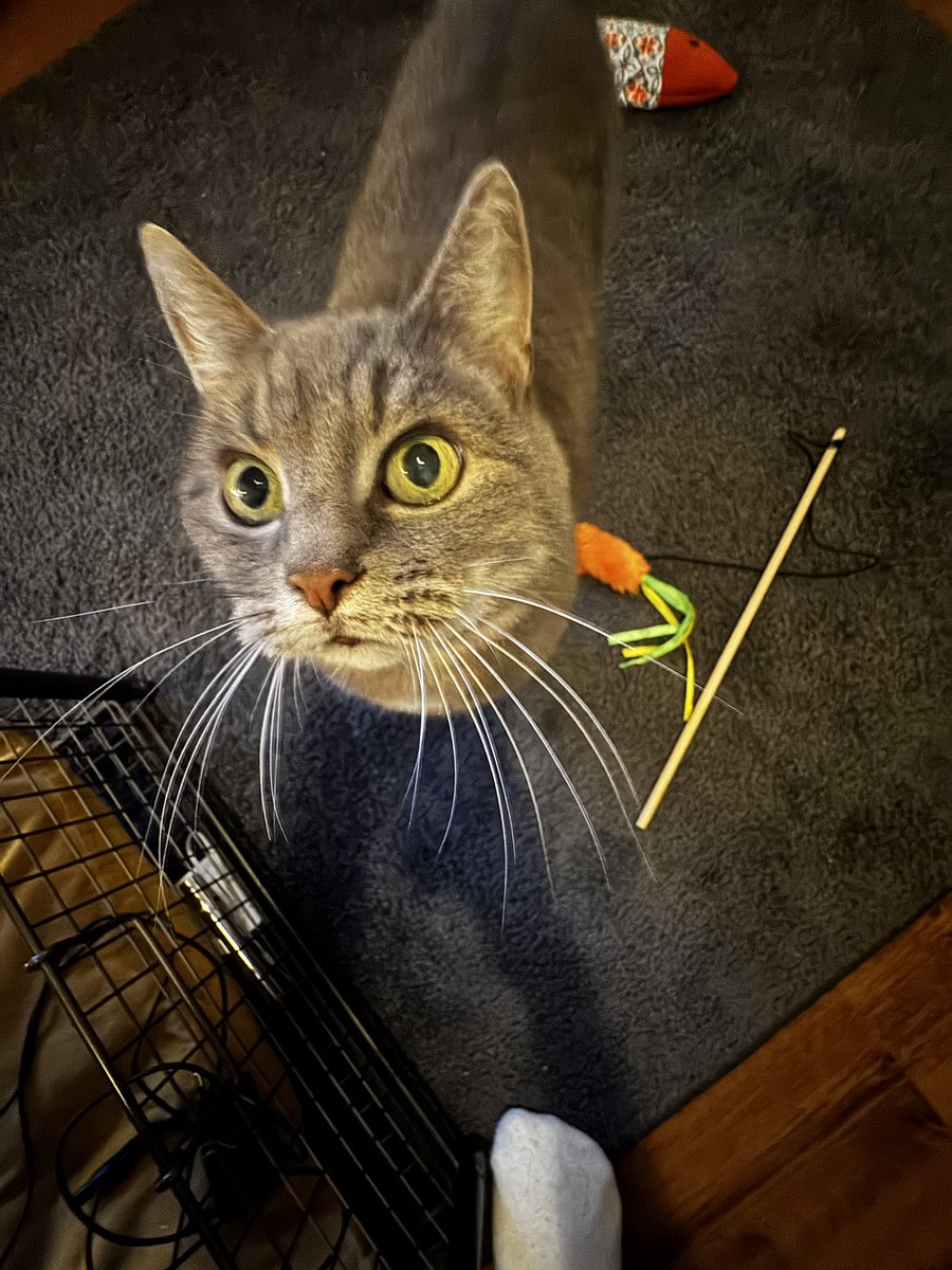 Bodeuh's tweet image. Ook even hier; mijn lieve poes Chess is vermist. 

Ze is helaas ontsnapt en loopt nu ergens in Hilversum rondt. Ze is erg bang van zichzelf, en zal ergens in een hoekje opgesloten zitten. Omgeving Gasthuisstraat, Havenstraat, en 1e/2e nieuwstraat.