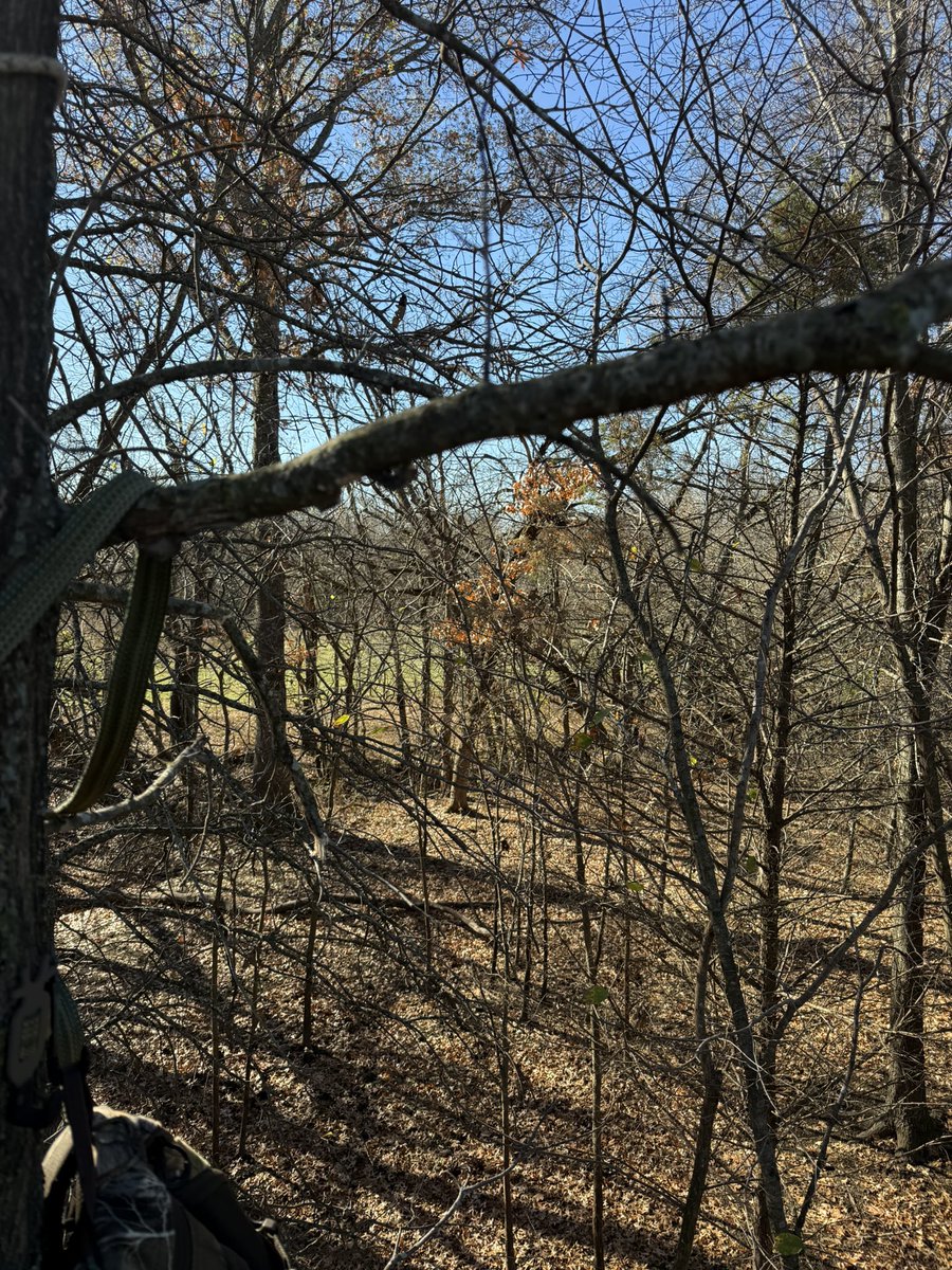 Happy with the spot but I didn’t do a good job with shooting lanes.  Midday sit getting comfortable climbing for the first time this year. Next two days will be my best chance at a deer this year.