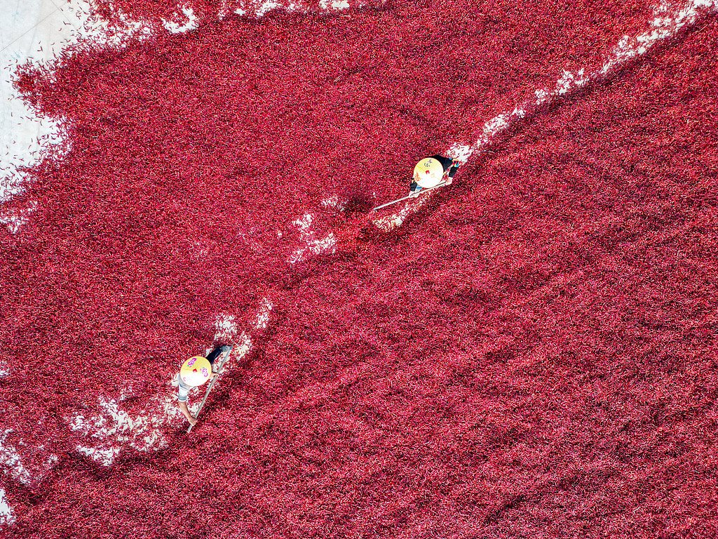PDChina's tweet photo. Farmers are drying their harvested chili, filling the air with spice, in E China. https://t.co/p9MOWkcx2q