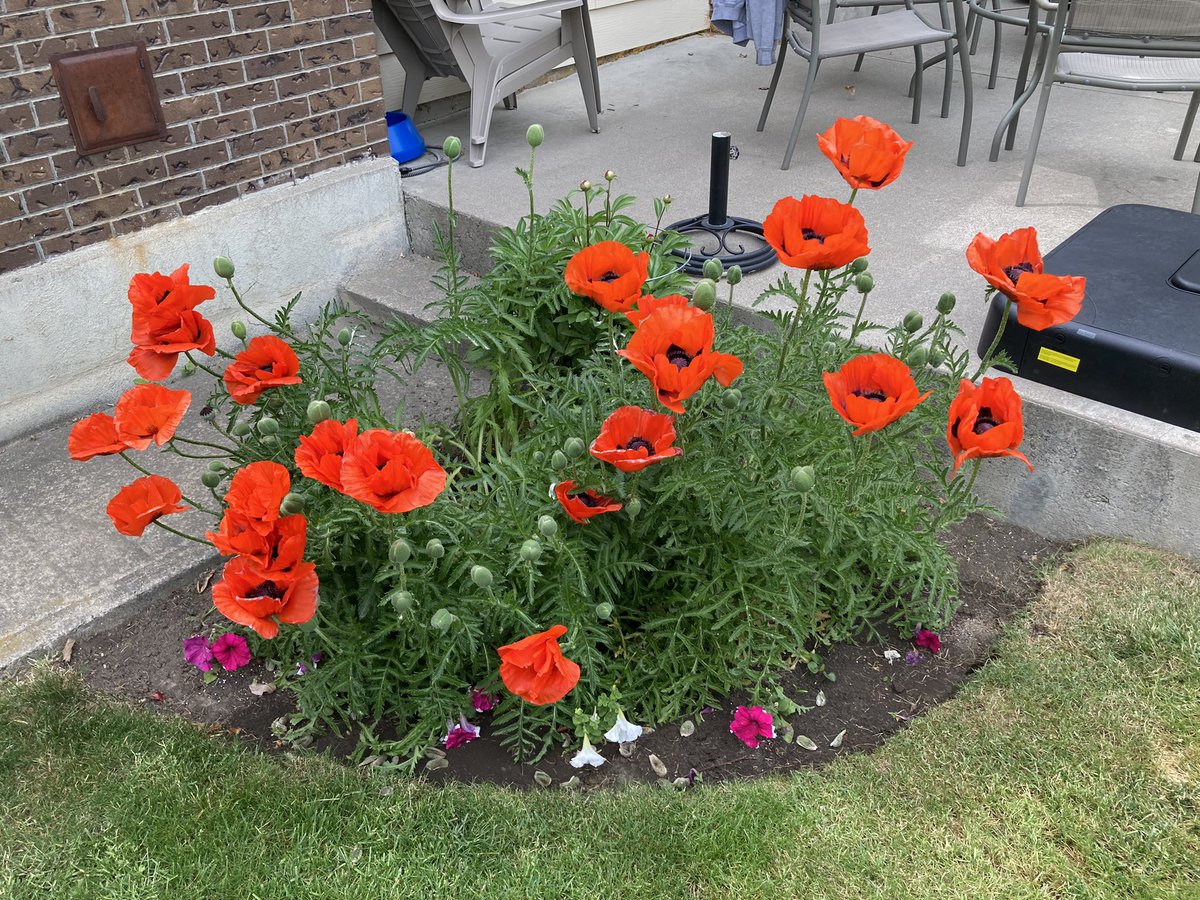 We have two poppy plants in our back yard. In June each year, they will produce over 60 blooms. It helps as to always remember!!