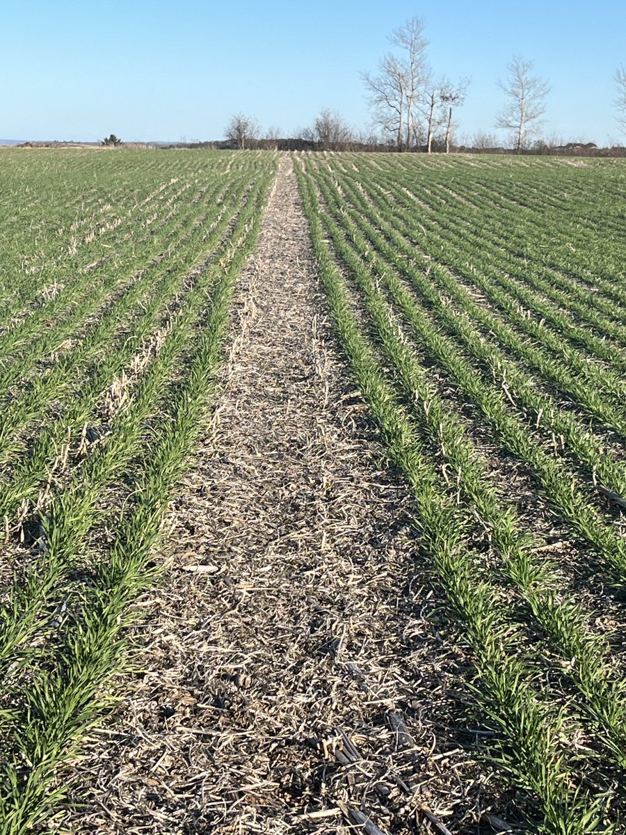 Fall wheat trials. Which seeder pass  is 75 lb/ac Map Fertilizer and which is 2lb/ac JS compost liquid extract? Planted Sept 25