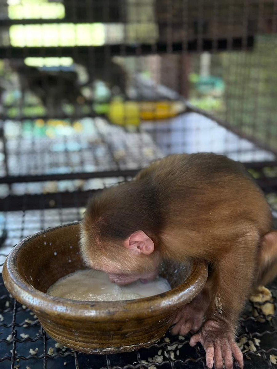 DNPnews_'s tweet image. "น้องลิงน้อยกำลังดื่มนมอย่างตั้งใจที่สถานีเพาะเลี้ยงสัตว์ป่าพังงา 🐒🥛
ภาพความน่ารักที่ทำให้ใจละลาย ✨
#CuteMonkey #MonkeyDrinking #พังงา #สัตว์ป่าน่ารัก