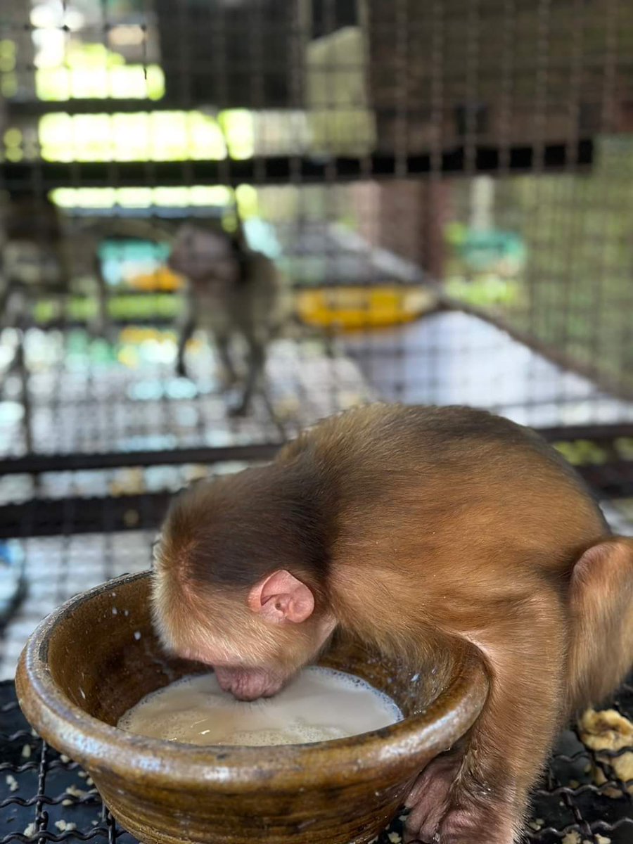 DNPnews_'s tweet image. "น้องลิงน้อยกำลังดื่มนมอย่างตั้งใจที่สถานีเพาะเลี้ยงสัตว์ป่าพังงา 🐒🥛
ภาพความน่ารักที่ทำให้ใจละลาย ✨
#CuteMonkey #MonkeyDrinking #พังงา #สัตว์ป่าน่ารัก