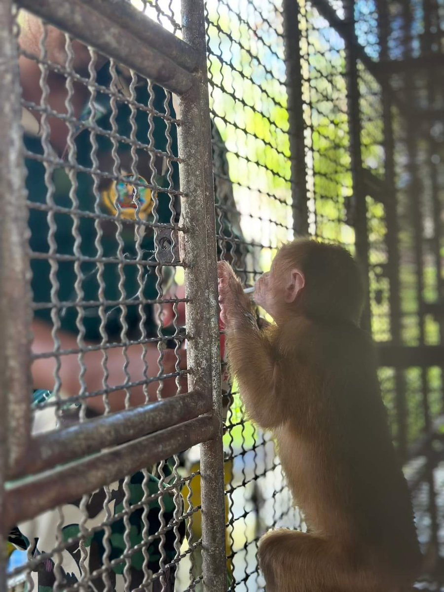 DNPnews_'s tweet image. "น้องลิงน้อยกำลังดื่มนมอย่างตั้งใจที่สถานีเพาะเลี้ยงสัตว์ป่าพังงา 🐒🥛
ภาพความน่ารักที่ทำให้ใจละลาย ✨
#CuteMonkey #MonkeyDrinking #พังงา #สัตว์ป่าน่ารัก