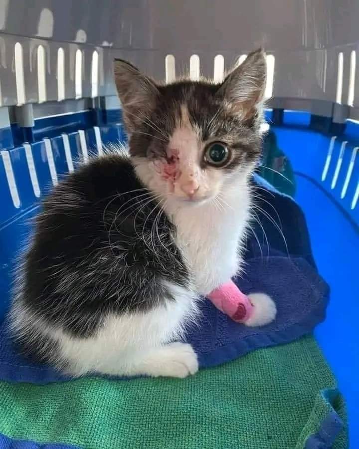 J'ai perdu un oeil 😔 Je suis toujours beau ? 😔 S'il vous plaît, ne bougez pas sans me donner un peu d'amour ! 🥺