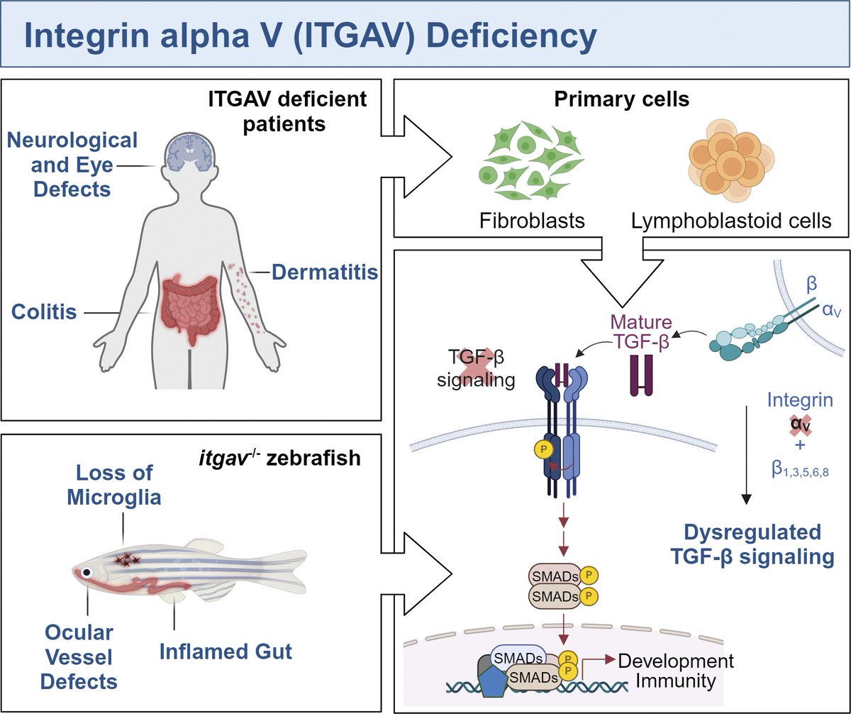 Marco Rodari (@rodari_marco) on Twitter photo 1/ Thrilled to finally share this story in <a href="/JExpMed/">Journal of Experimental Medicine</a>! ๐จ First identification of human Integrin alpha V deficiency, a new #TGFbeta signalopathy ๐จ
rupress.org/jem/article/22โฆ 1/ Thrilled to finally share this story in <a href="/JExpMed/">Journal of Experimental Medicine</a>! ๐จ First identification of human Integrin alpha V deficiency, a new #TGFbeta signalopathy ๐จ
rupress.org/jem/article/22โฆ