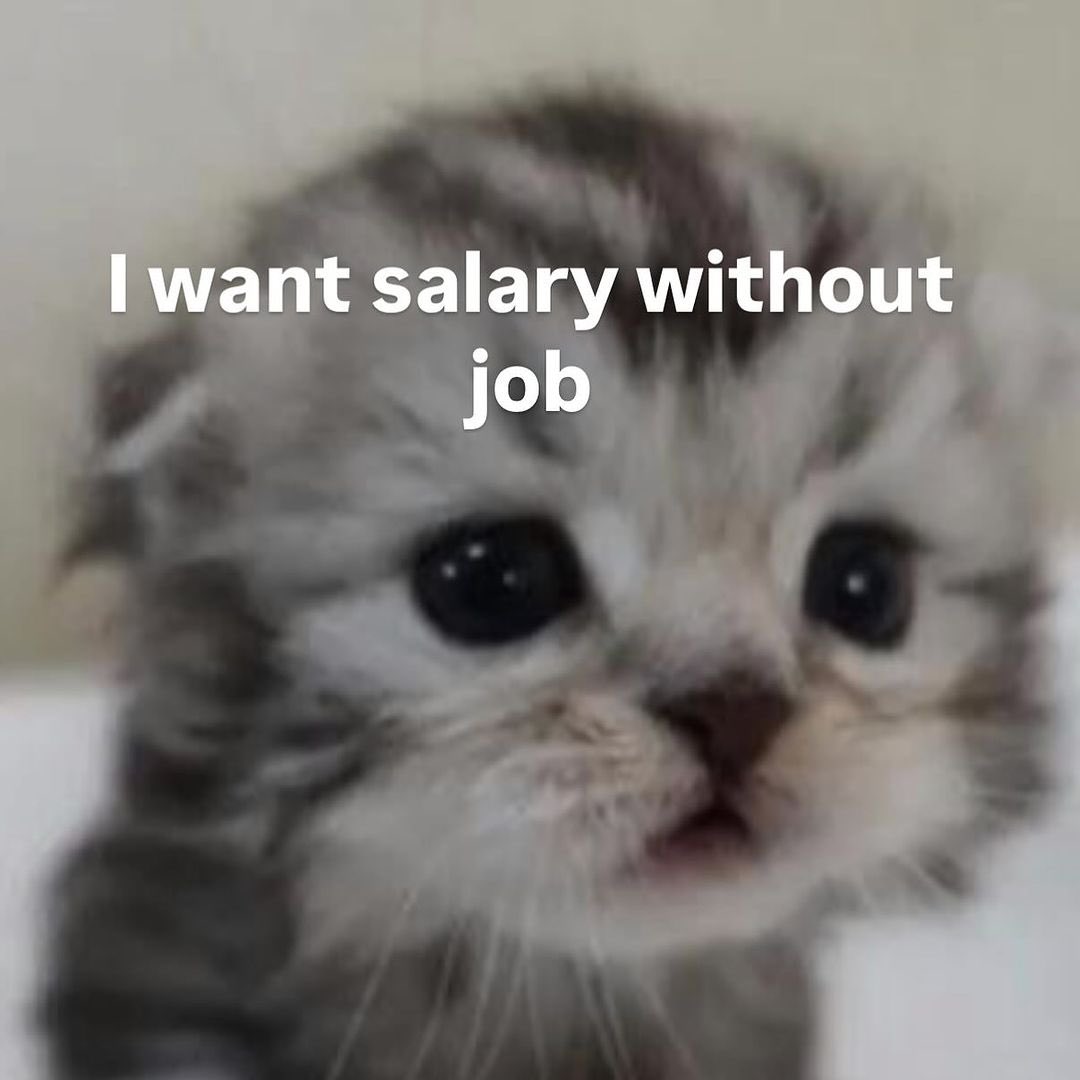 LiterallyMeCats (@literallymecats) on Twitter photo 