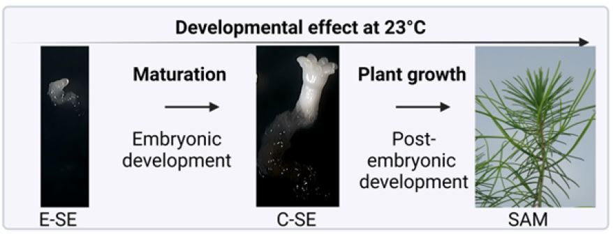 Epigenetic memory of temperature sensed during somatic embryo maturation in 2-year-old maritime pine trees (J -F Trontin, M D Sow, A Delaunay, I Modesto, C Teyssier, I Reymond, F Canlet, et. al.) buff.ly/3UM7XuN <a href="/Stephane_maury/">Stéphane Maury</a> <a href="/ASPB/">ASPB</a> #PlantSci