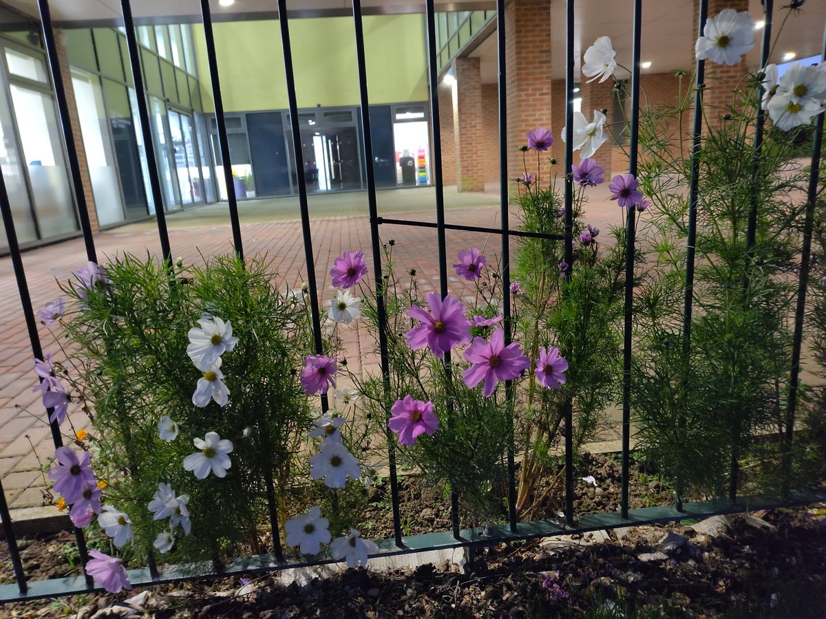 ChrisRyallTGS's tweet photo. Just a little public wow and thank you to our faithful 8am gardeners (staff and students) that even bring us blooms and smiles into November @tgschool https://t.co/K73obmqhOM