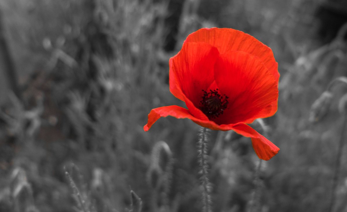 ChairmanEUMC's tweet photo. We shall never forget the fallen soldiers, whose legacy today's world is built upon. #lastweforget #remembranceday #armisticeday2024 https://t.co/vwHHTfdAX4