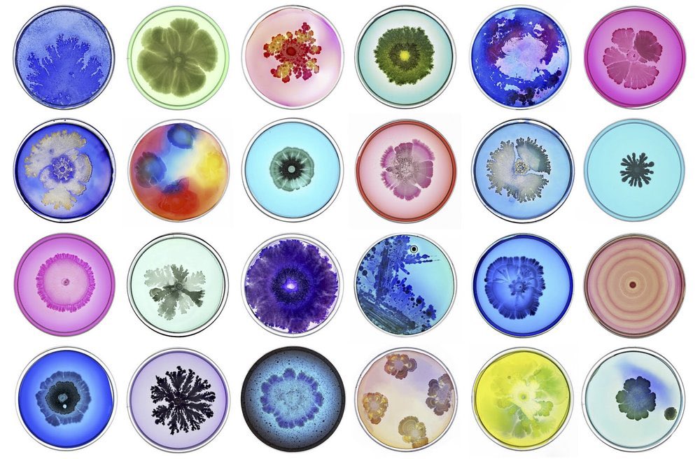 lauriquepa's tweet photo. Another highlight was @tdanino work on the world of bacteria. He creates bacterial art using petri dishes, cultivating bacteria from both human and environmental samples. Each petri dish has a unique signature, telling the stories and impact of microbes on our world 🧫 https://t.co/ZHQKAGQJOJ