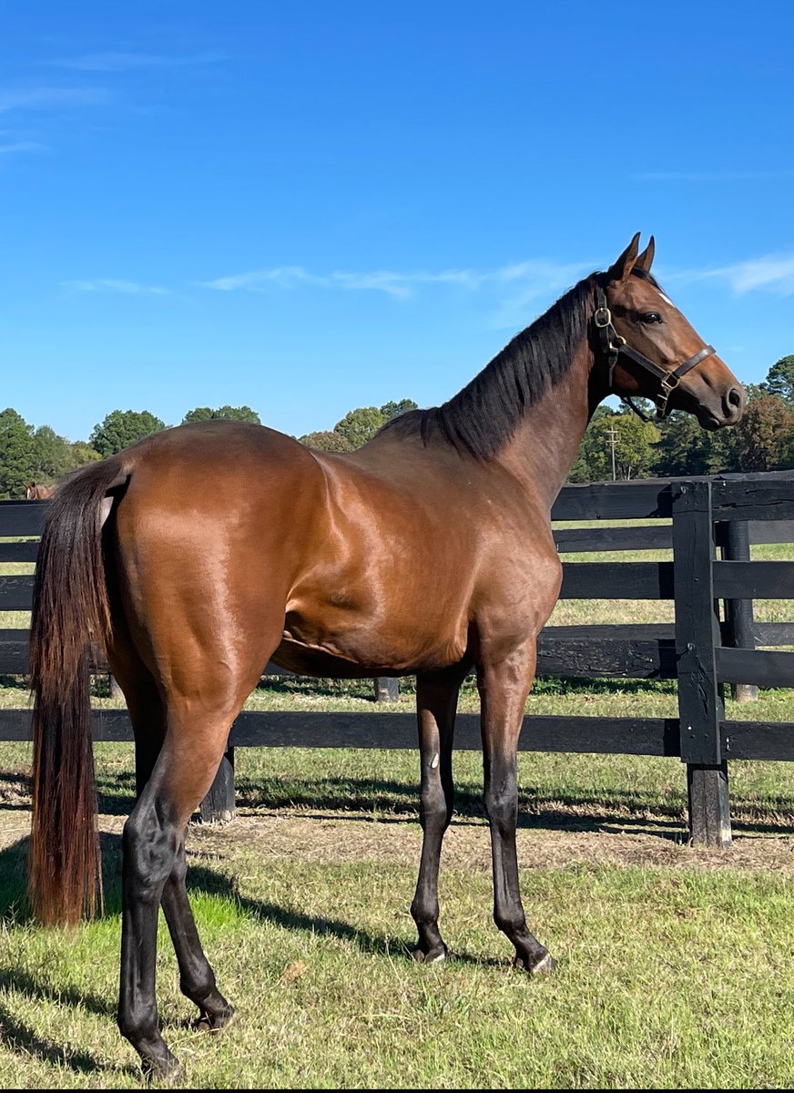 LOOKIE who I vanned home last night to begin his 60 day break at our farm  after completion of initial race training and a bit of rehab. This magnificent beast of a 2 year old colt is Pocketful of Money by Goldencents, out of our stakes winning mare, Private Promise. Goldies❤️🏇