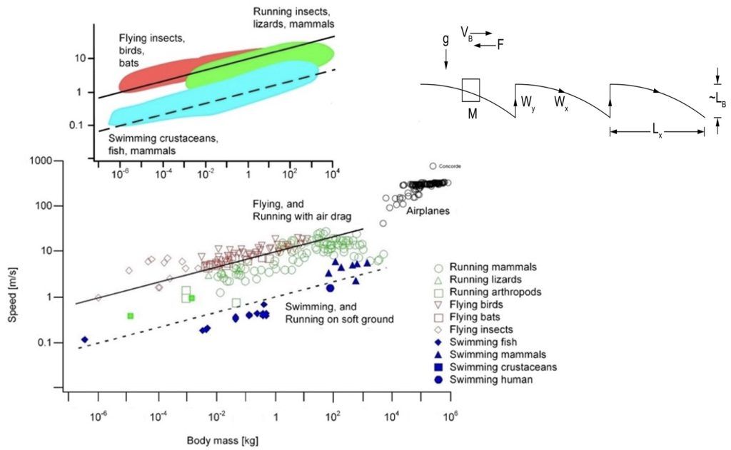 theacademic0's tweet image. Nature&apos;s designs often reveal surprising truths about movement. Do rhythmic techniques’ simplicity genuinely conceal the complexities of evolution? -By Adrian Bejan @constructal  @DukeU 

Article: buff.ly/4eoERZB
 
#animallocomotion #constructallaw #earthquakemechanics