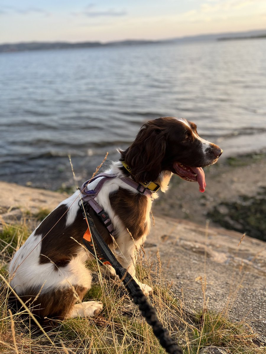 Help2Rehome Scotland tweet media