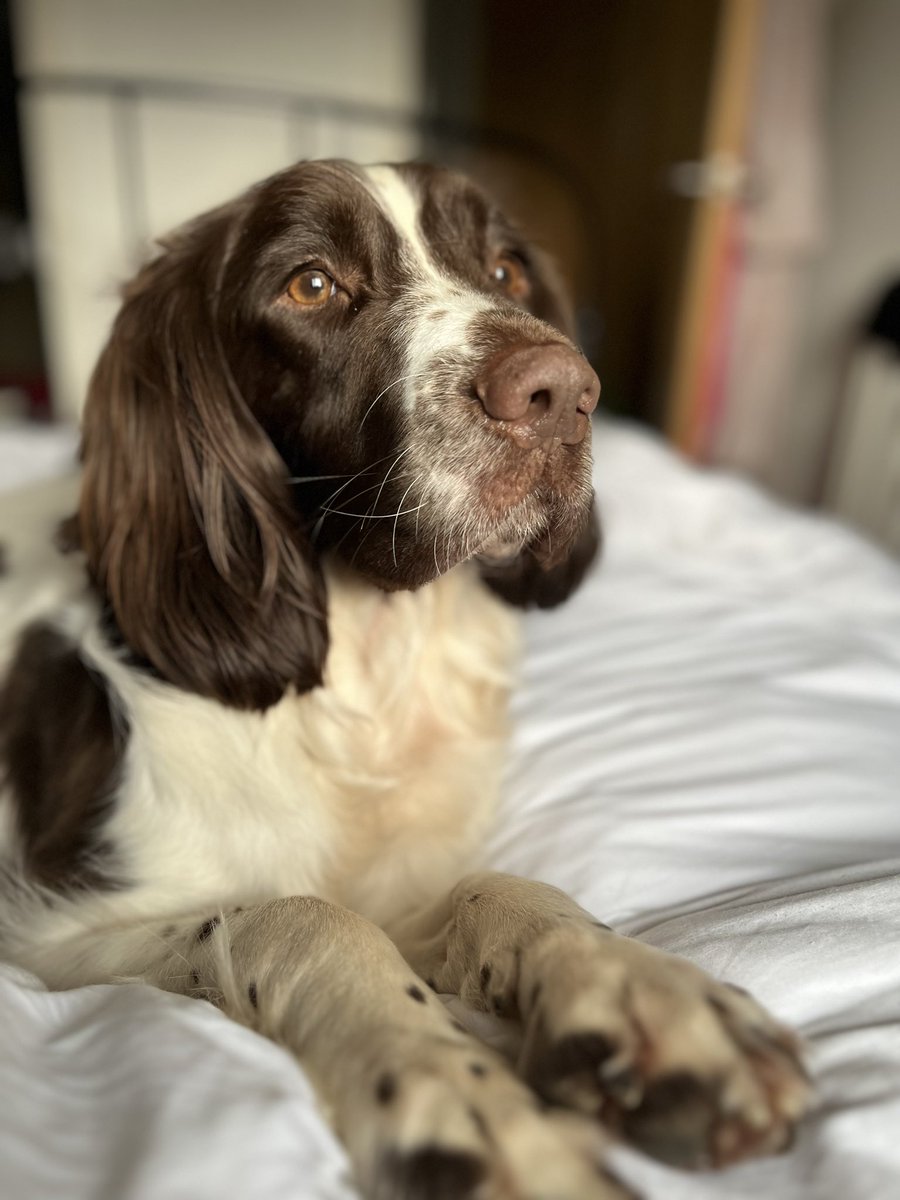 Blake is an Springer Spaniel, he’s had an appeal on FB but no serious or genuine offers. 
He’s great with kids, he is 3 years old and chipped and neutered. 
Can you share? All his details are on our site here help2rehome.com