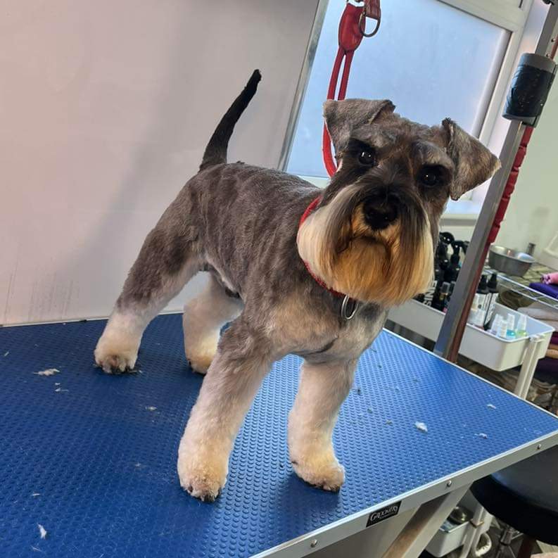 sianrobinson101's tweet image. Kasper at the groomers 💙
#handsome #showdog 
#SchnauzerGang