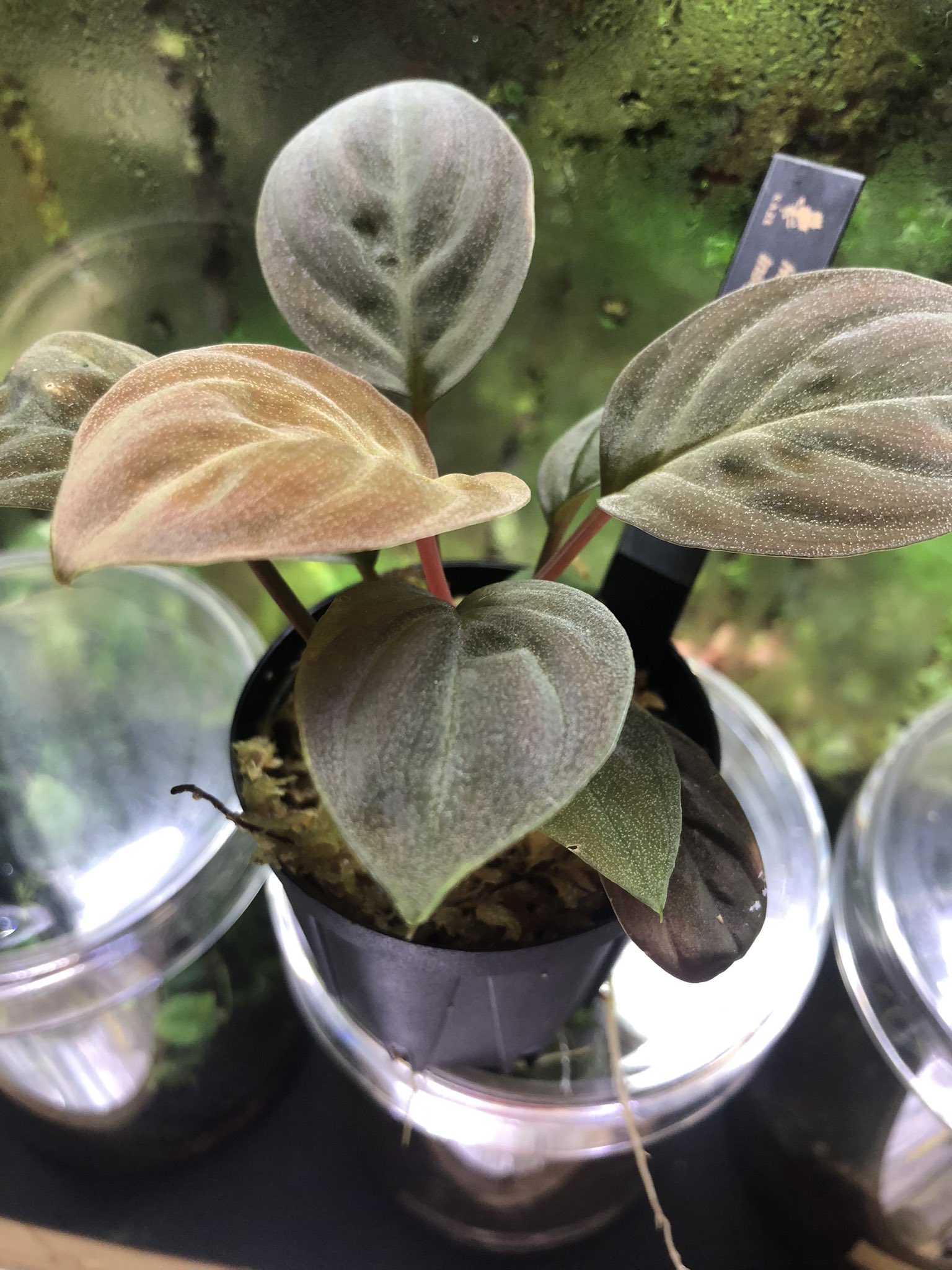 Homalomena sp. aff Insignis“Sarawak”[TB]