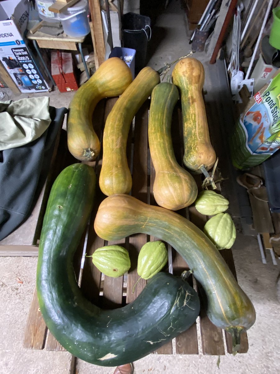 G27Marco's tweet photo. Retour au bercail #jardin #soussol #maison pour passer l’hiver au « moins froid « ! #plantes #cactees #crassulas #courges https://t.co/PNJoNIxzIu