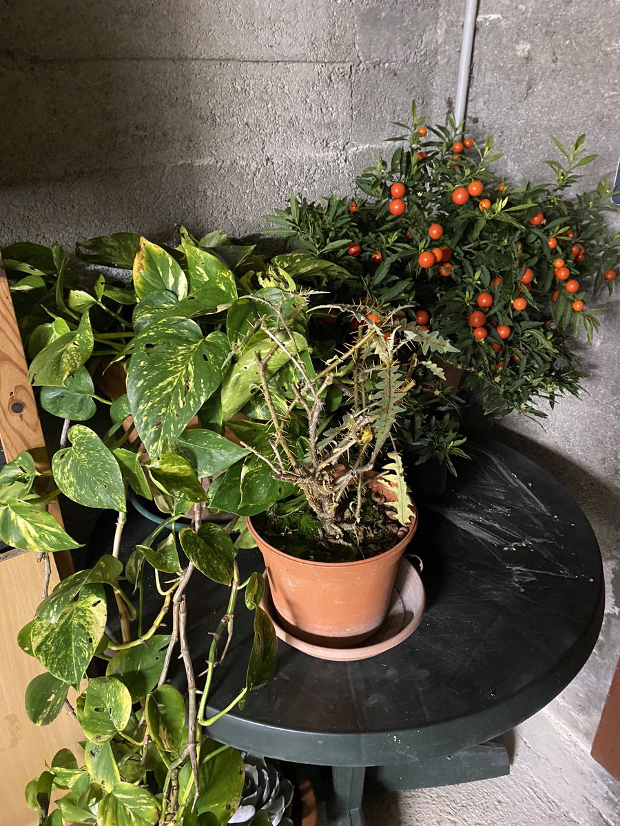 G27Marco's tweet photo. Retour au bercail #jardin #soussol #maison pour passer l’hiver au « moins froid « ! #plantes #cactees #crassulas #courges https://t.co/PNJoNIxzIu