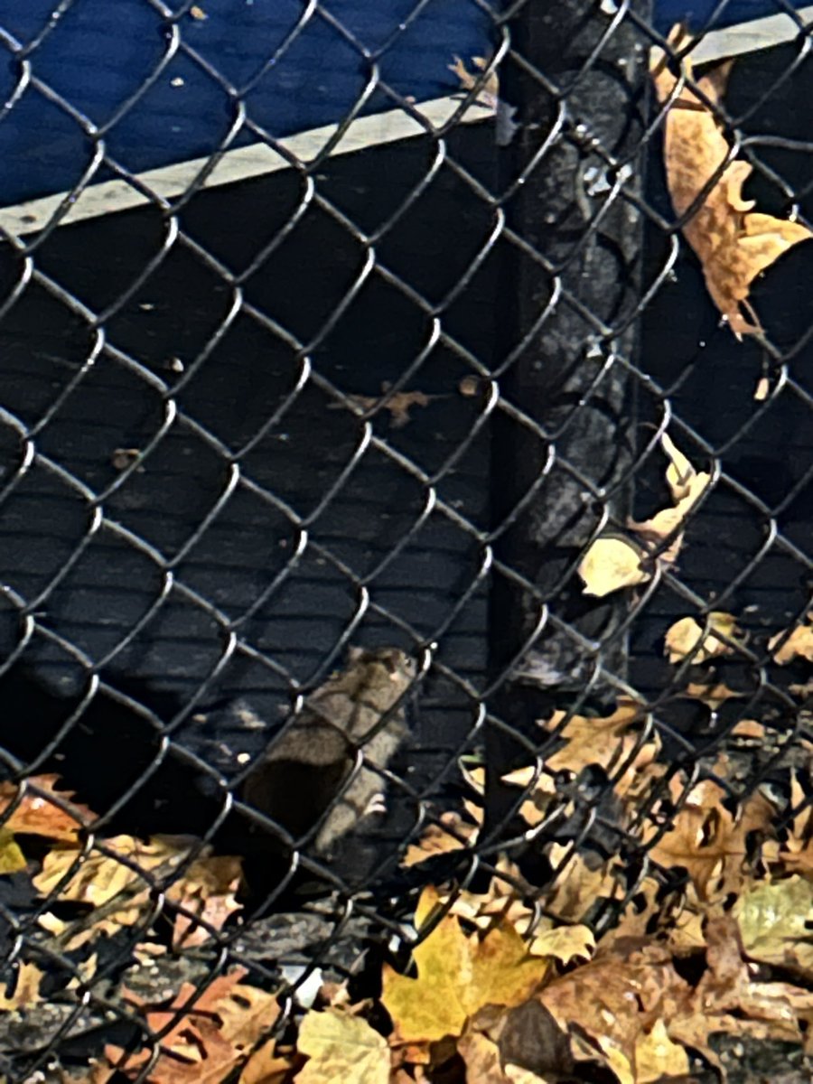 cambamchan's tweet photo. finally saw a nyc rat 😌 https://t.co/mzScWOYDCa
