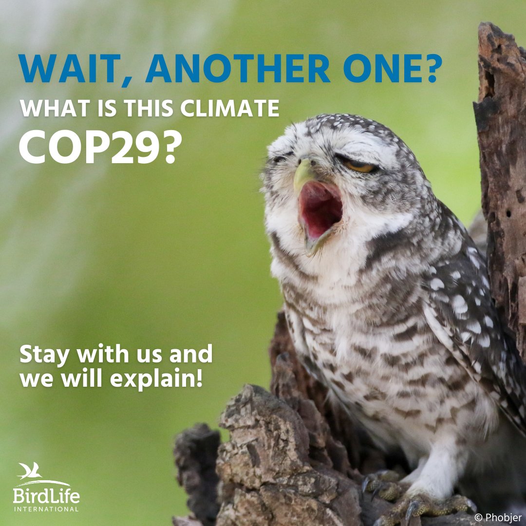 BirdLife_News's tweet photo. Why care at all? ❓

You have heard the word COP numerous times by now, so why does this new COP29 meeting matter? 🦉

Taking place this week in Azerbaijan, COP29 is vital to tackling climate change for nature and people. 🌎

Decisions will shape our future, but we must continue to do all we can to empower our global Partners and local communities to safeguard ecosystems around the world.

Read more about key priorities here 👉 https://t.co/TPFdrj6Qdn