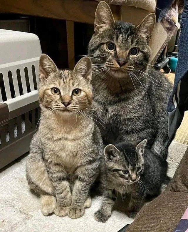 A happy family 😸❤️