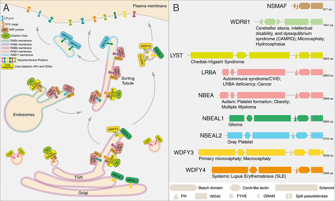 Journal of Cell Biology (@jcellbiol) on Twitter photo Pereira and <a href="/dgershlick/">David Gershlick</a> discuss two new papers (@DrBakhtiar_S <a href="/Spang_Lab/">The Spang Lab</a>: hubs.la/Q02XKL5p0 & <a href="/simonsen_lab/">Simonsen Lab</a>: hubs.la/Q02XKnKj0) revealing BEACH domain proteins’ recruitment, localization, and potential coat-like functions in #trafficking. hubs.la/Q02XKd5t0 Pereira and <a href="/dgershlick/">David Gershlick</a> discuss two new papers (@DrBakhtiar_S <a href="/Spang_Lab/">The Spang Lab</a>: hubs.la/Q02XKL5p0 & <a href="/simonsen_lab/">Simonsen Lab</a>: hubs.la/Q02XKnKj0) revealing BEACH domain proteins’ recruitment, localization, and potential coat-like functions in #trafficking. hubs.la/Q02XKd5t0