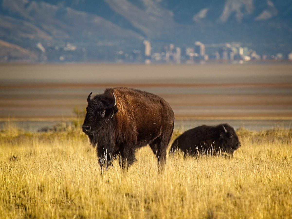 John Clark | Photographer (@getrealjc) on Twitter photo Would you believe that there is a location within sight of downtown Salt Lake City (here in the background) where you can see hundreds of wild, free roaming Bison? 🦬
#wildlife #wildlifephotography #ThePhotoHour #on1pics <a href="/ON1photo/">ON1</a> Would you believe that there is a location within sight of downtown Salt Lake City (here in the background) where you can see hundreds of wild, free roaming Bison? 🦬
#wildlife #wildlifephotography #ThePhotoHour #on1pics <a href="/ON1photo/">ON1</a>