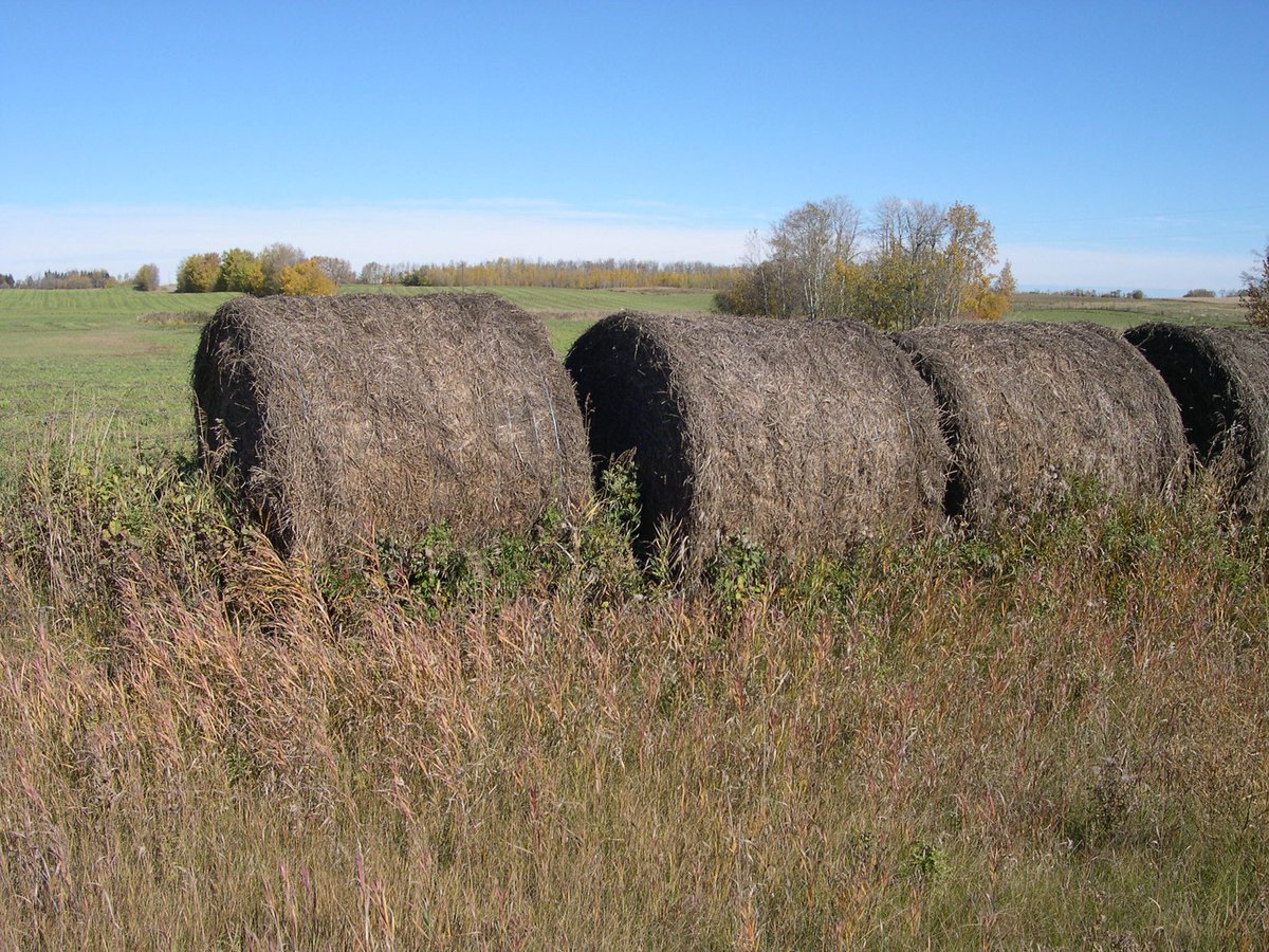 Hay that is baled in good condition could be damaged during storage. When bales are stacked outdoors without any cover, the way it is stacked impacts quality and dry matter loss. 

#Barry Yaremcio #YaremcioAgConsulting  

Link in bio.