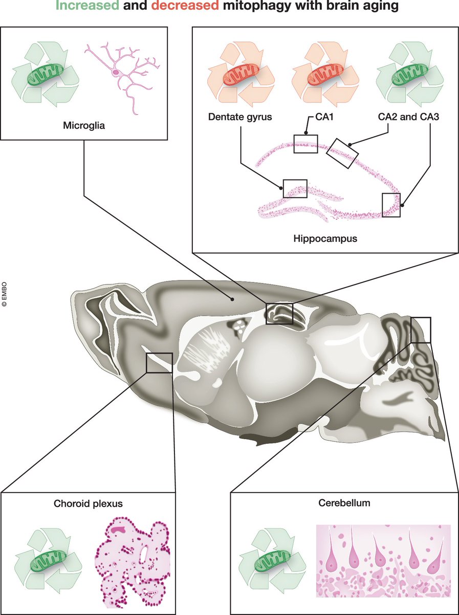 Tom McWilliams (@tom_mcphagy) on Twitter photo Grateful to see our work featured in this insightful News & Views in <a href="/embojournal/">The EMBO Journal</a>. An erudite and perceptive analysis on physiological mitophagy in the nervous system— crafted by the outstanding Vassiliki Nikoletopoulou <a href="/Lab_Vassiliki/">Vassiliki Nikoletopoulou Lab</a> <a href="/unil/">Université de Lausanne</a>. Read it here: embopress.org/doi/full/10.10… Grateful to see our work featured in this insightful News & Views in <a href="/embojournal/">The EMBO Journal</a>. An erudite and perceptive analysis on physiological mitophagy in the nervous system— crafted by the outstanding Vassiliki Nikoletopoulou <a href="/Lab_Vassiliki/">Vassiliki Nikoletopoulou Lab</a> <a href="/unil/">Université de Lausanne</a>. Read it here: embopress.org/doi/full/10.10…