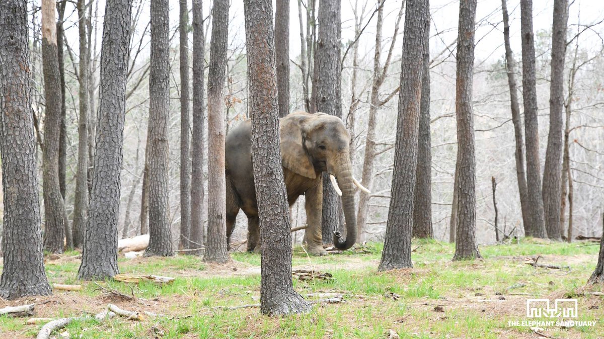 Save Nosey NOW! tweet media